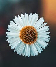 Book an Appointment with Emily Green for Massage Therapy